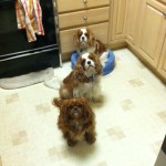 2014-01-05_Boosies-in-kitchen