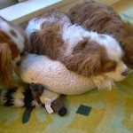 From left to right, Artemis, Puck and (snoring) Stella, all fluffy just after a bath.