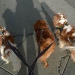 Artemis, Stella, and Puck on the lookout for your garbage