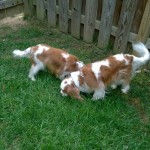 Puck & Artemis on the hunt: sniffing out a bird!